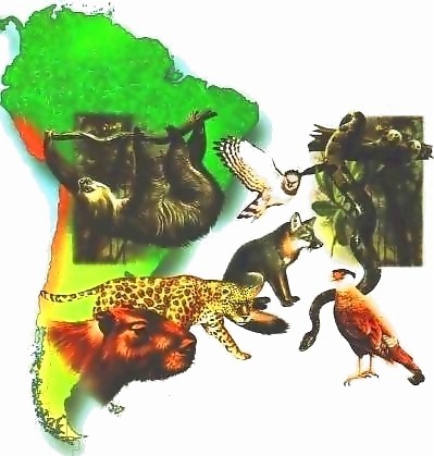 Animales En Peligro De Extincion En Peru 2012