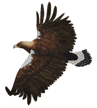 Águila imperial ibérica