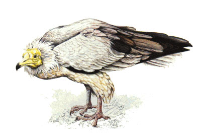 Alimoche