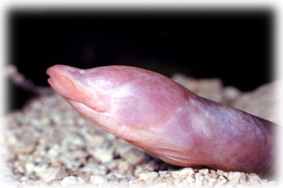 Anguila ciega