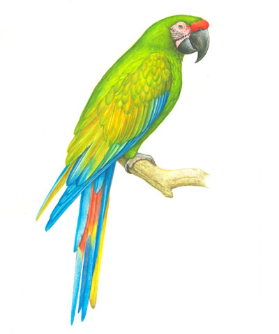 Guacamayo verde mayor