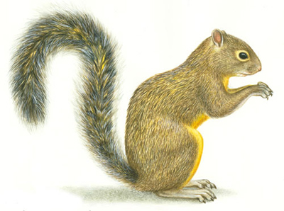 Ardilla gris