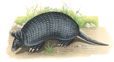Armadillo
