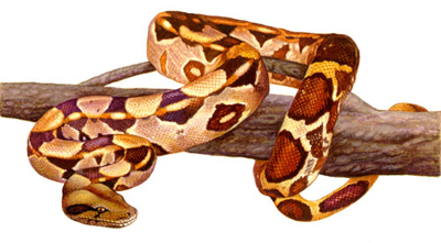 Boa constrictor