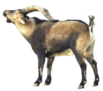Bucardo