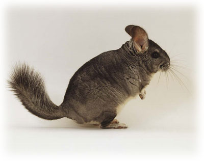 Chinchilla de cola larga