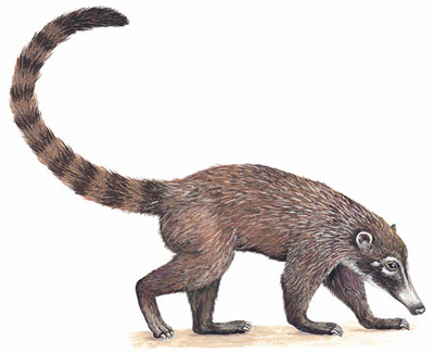Coatí