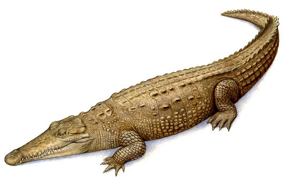 Cocodrilo americano