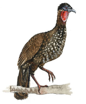 Cojolite