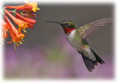 Colibrí
