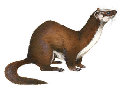 Comadreja