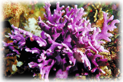Coral