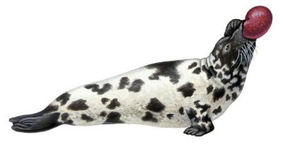 Foca de casco