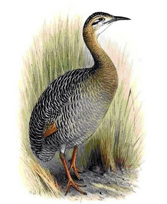 Gallina de monte