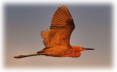 Garza rojiza