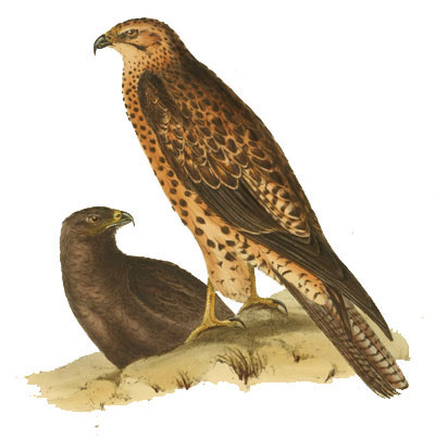 Gavilán de las Galápagos
