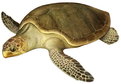 Tortuga golfina