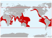 Descripcion de la caracteristicas tortuga golfina