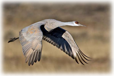 Grulla cenicienta