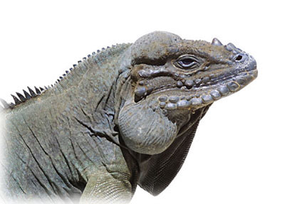 Iguana Marina