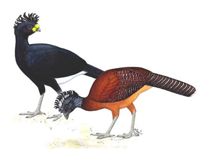 Kambul