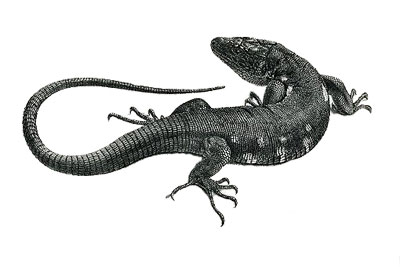 Lagarto gigante de La Palma