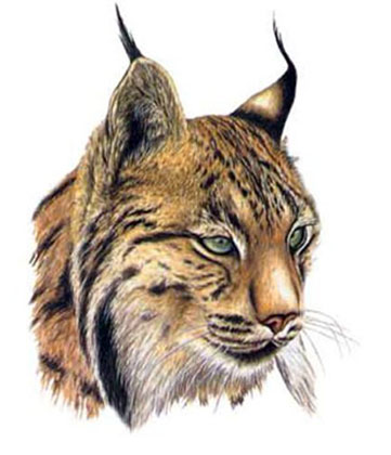 Lince ibérico