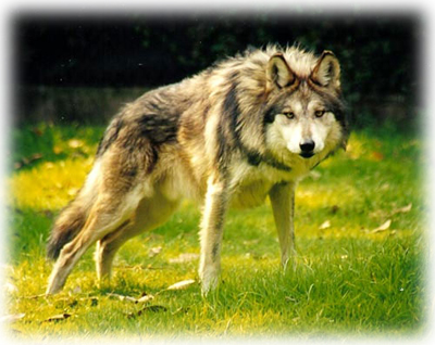 Causas De Extinción Del Lobo Gris Mexicano Agosto 2014