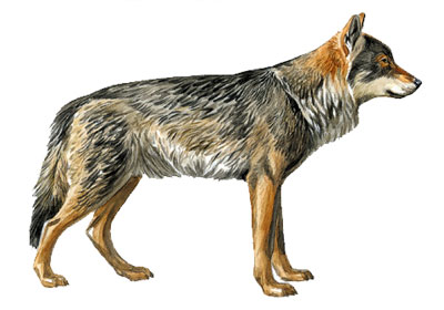 Lobo ibérico