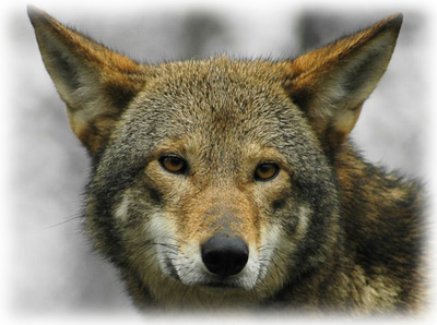 Lobo rojo