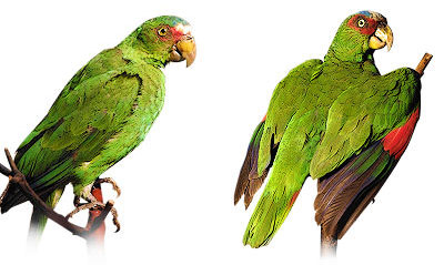 Loros