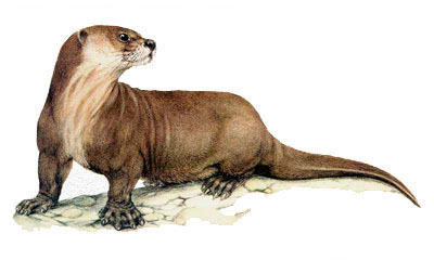 Nutria gigante