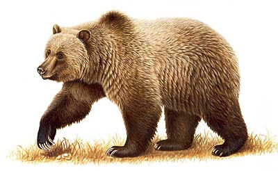 Oso pardo