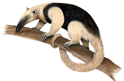 Oso hormiguero
