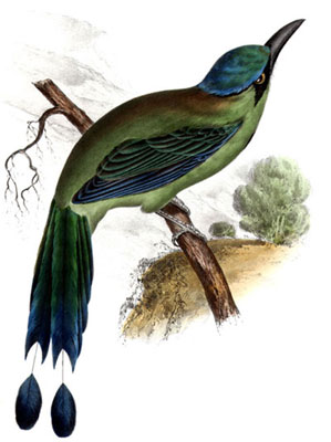 Pájaro Toh