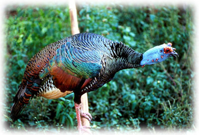 Pavo de monte