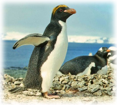 Pingüino de penacho anaranjado