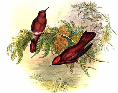 Picaflor de Juan Fernández