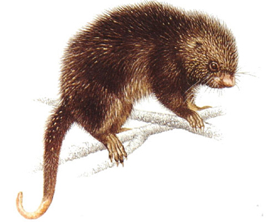 Puerco espín