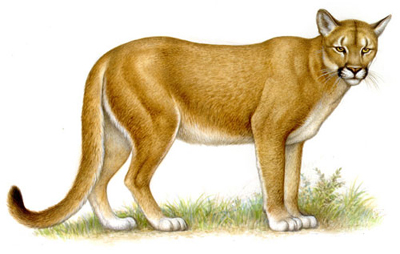 Puma
