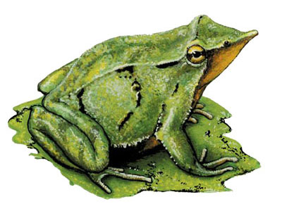Rana Darwin de Chile