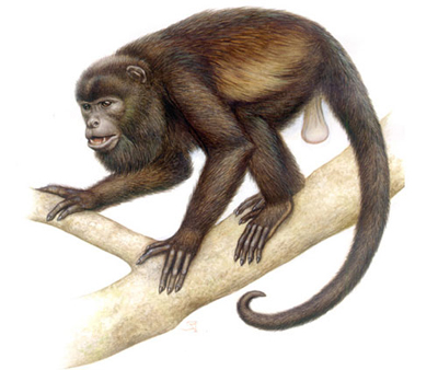 Saraguato