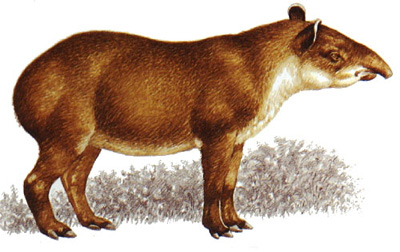 Tapir