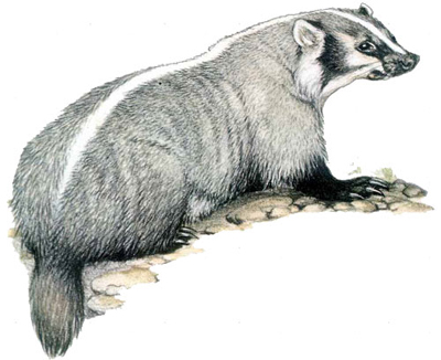 Tejón