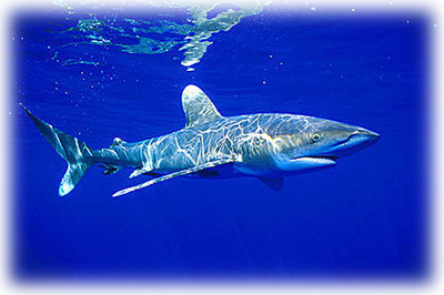 Tiburón oceánico