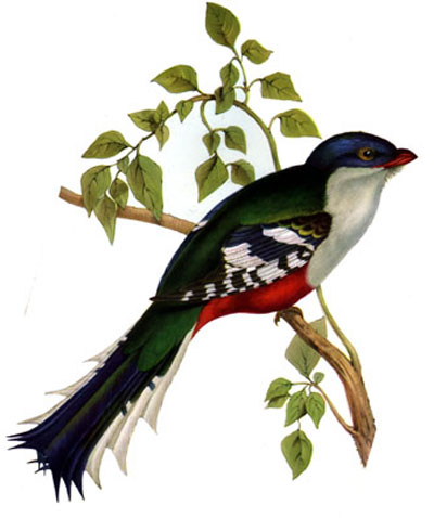 Tocororo