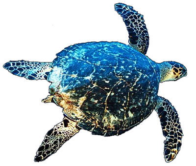 Tortuga Carey