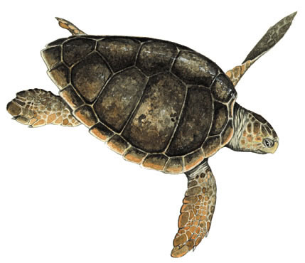 Tortuga boba