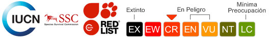 Status UICN: En peligro crítico