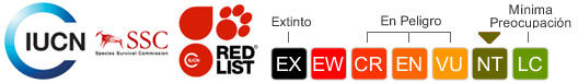 Status UICN - Casi amenazada